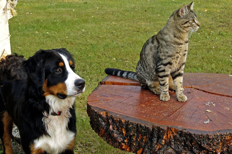 Bouvier bernois et autres animaux