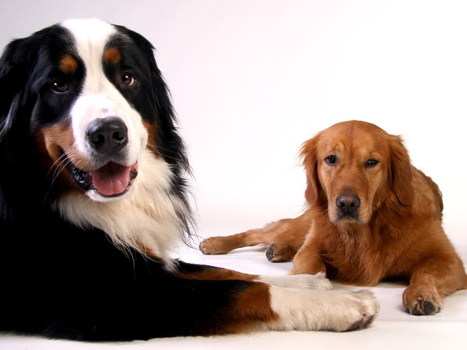 Nos conseils pour faire cohabiter un bouvier bernois avec d’autres animaux