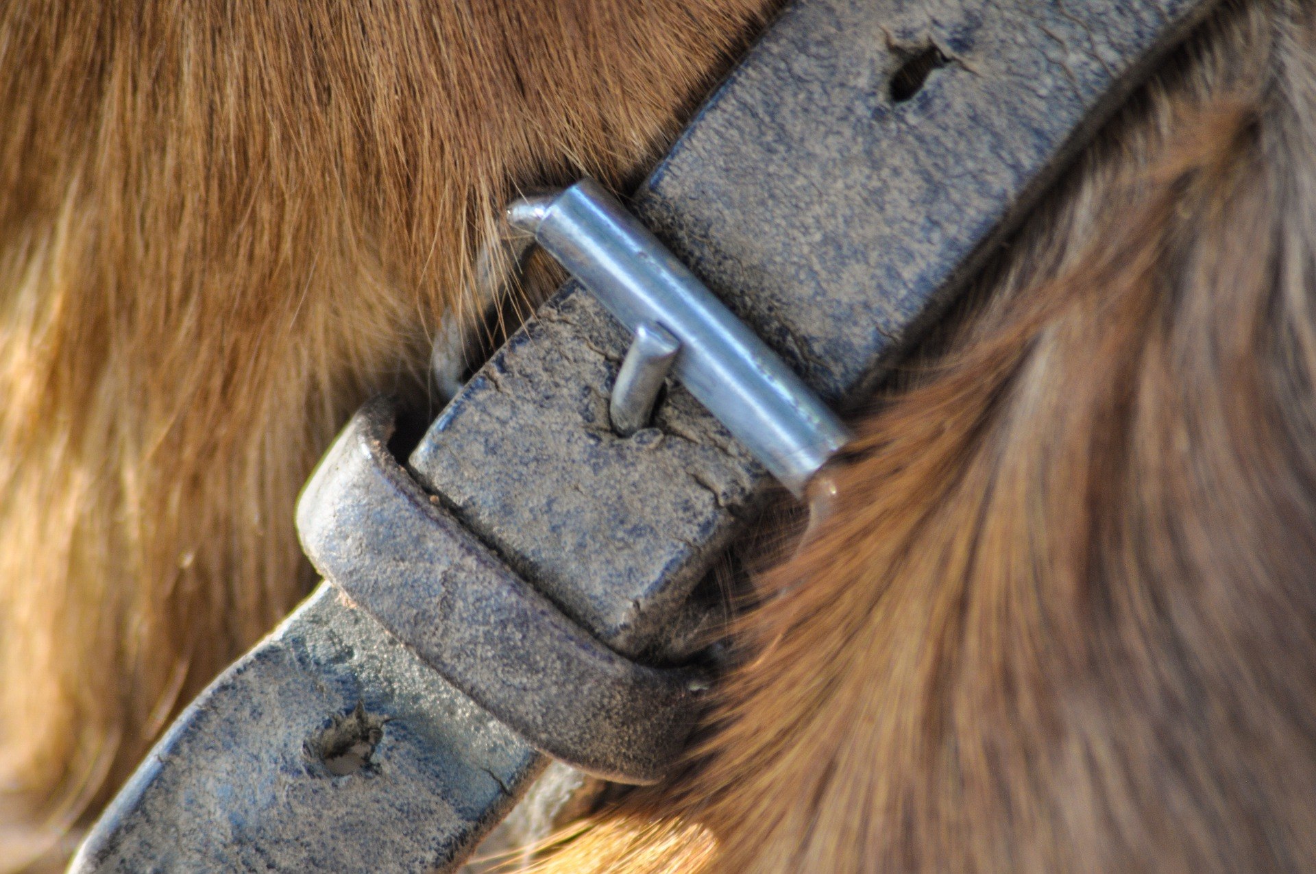 Collier chien