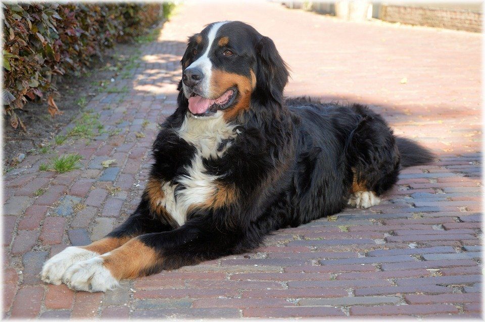 Comment dresser un bouvier bernois?