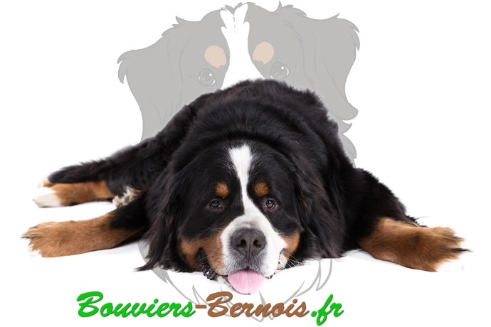 Le comportement et caractère du Bouvier bernois