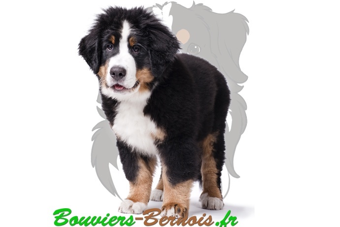 Les origines du Bouvier bernois