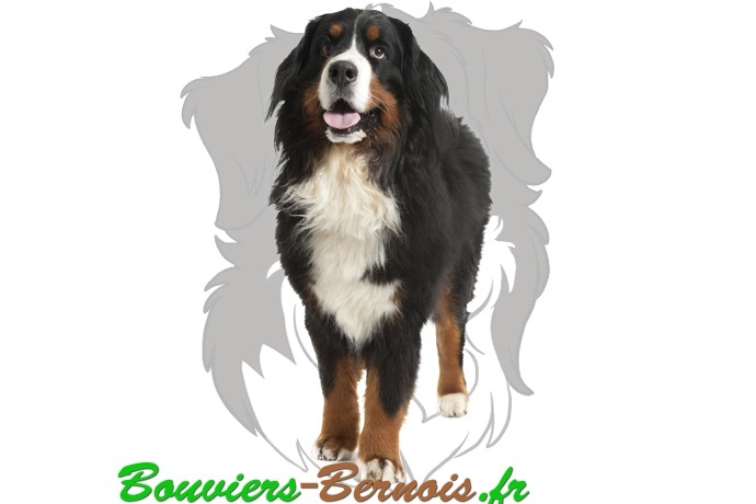 La santé du Bouvier Bernois