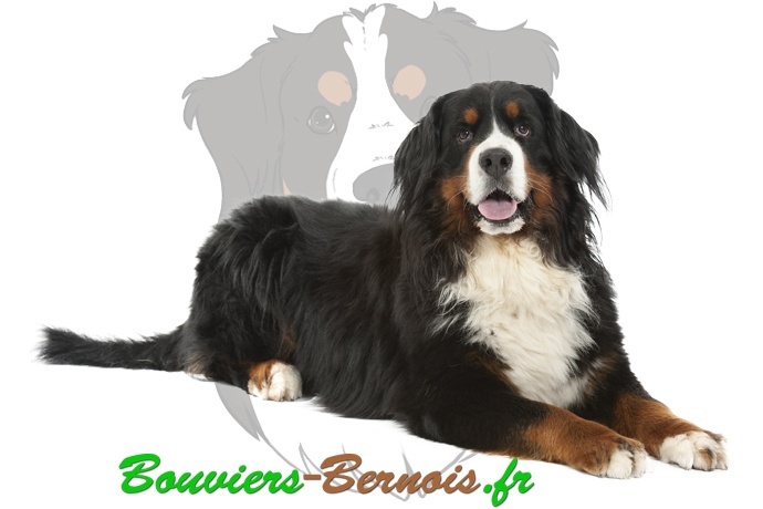 Bouvier bernois : le standard
