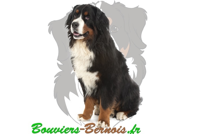 Le toilettage du Bouvier bernois